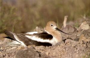 American avocet with chick (excerpt from publication).