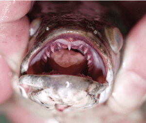 snakehead